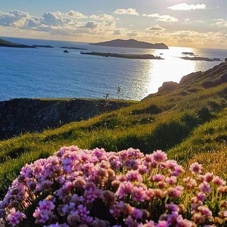The Plough B&B Ventry Exteriér fotografie