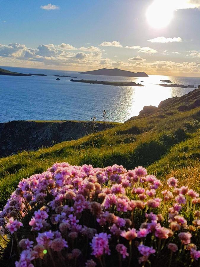 The Plough B&B Ventry Exteriér fotografie