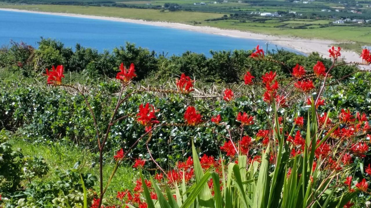 The Plough B&B Ventry Exteriér fotografie
