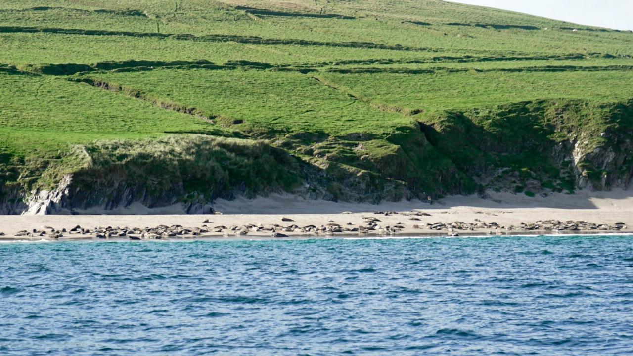 The Plough B&B Ventry Exteriér fotografie
